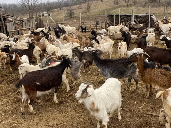 نعجة, الأغنام