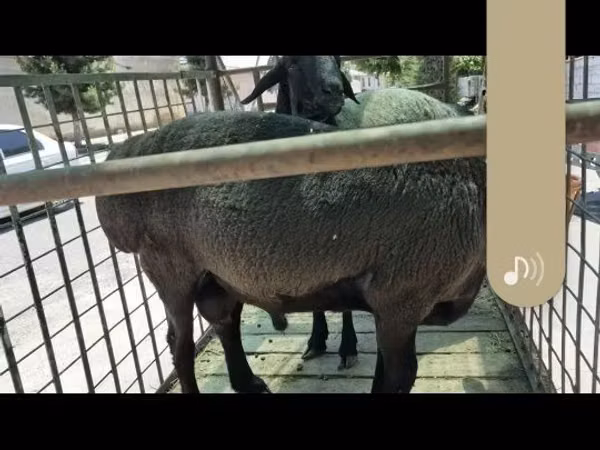 Кочкор, Гиссар койу — Өзбекстан