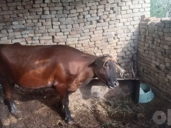 गाय, मवेशी — उज़्बेकिस्तान