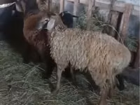 كبش, الأغنام — الصورة 5