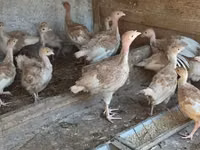بوربون الأحمر — الصورة 2