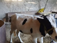 गाय, गोलस्टीन नस्ल — फ़ोटो 4