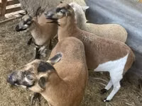 نعجة, Cameroon sheep — الصورة 1