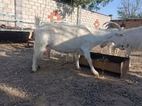 تيس, Saanen goat — الصورة 3