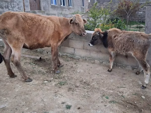 母牛, Cattle