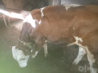公牛, Simmental cattle — 照片 1
