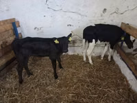 Vaca, Russian Black pied cattle — foto 1