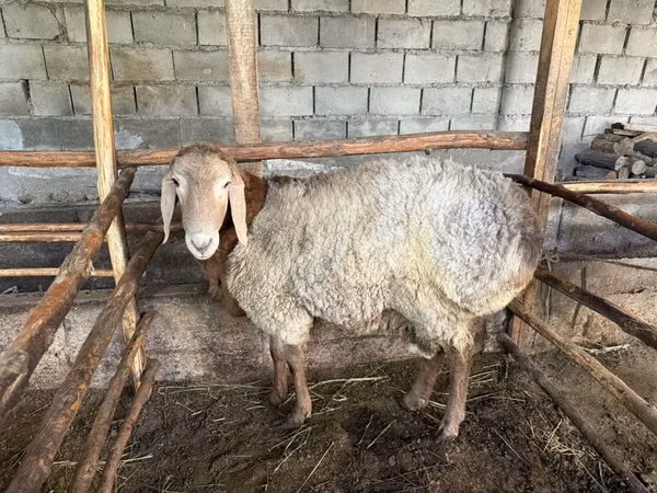 Carnero, Arashan sheep — Kirguistán