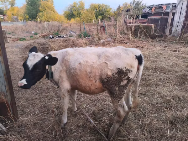 गाय, मवेशी — कज़ाखस्तान