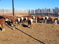 गाय, कजाख़स्तानी सफेद सिर वाली गाय — फ़ोटो 5