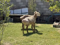 Widder, Edilbay sheep — Foto 5
