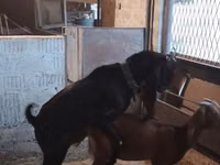 Ziege, Beetal goats — Foto 8