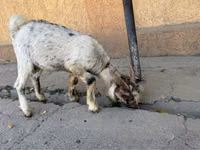 عنزة, Nubian Goat — الصورة 3