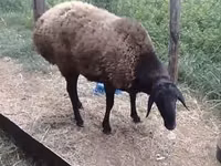 كبش, Hissar sheep — الصورة 3