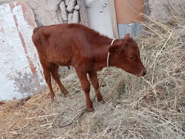 Cow, Cattle
