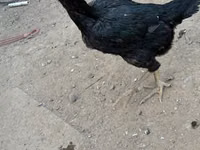 Chickens — foto 2