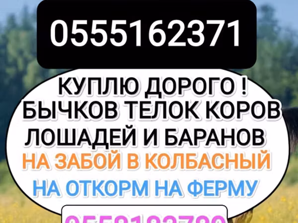 Букачар, Сиырлар