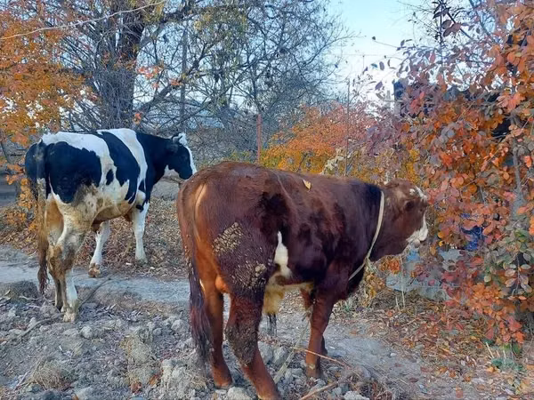 Rinder (Partie, Geschlecht nicht angegeben), Simmental cattle — Usbekistan