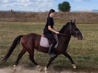 Hengst, Lipizzaner — Foto 1