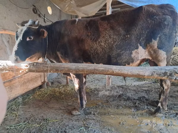 Toro, Ganado vacuno — Uzbekistán