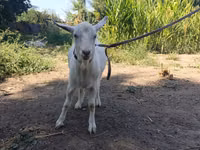 Ешкі, Saanen goat — 4-сурет