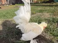 Chickens — 3-сурет
