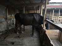 母牛, Swiss cattle — 照片 1