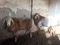 Schafe (Partie, Geschlecht nicht angegeben), Arashan sheep — Foto 1
