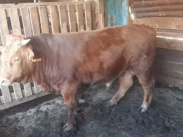 公牛, Simmental cattle — 哈萨克斯坦