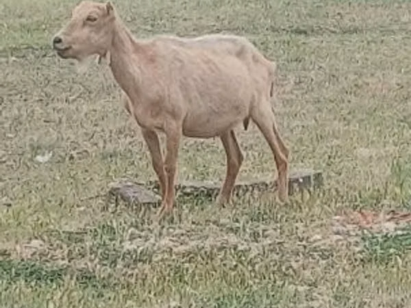 बकरा, Alpine goat