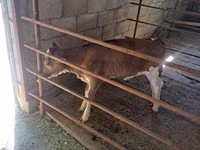 Kuh, Holstein-Rasse — Foto 6