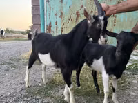 母山羊, Alpine goat — 照片 3