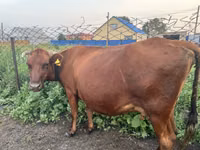 Cow, Cattle — photo 2