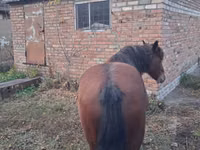 Hengst, Kazakh horse — Foto 2