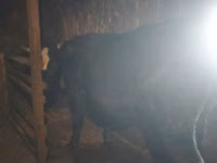Bulle, Simmental cattle — Foto 2