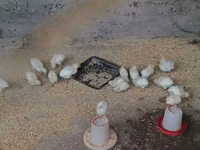 Chickens — Foto 2