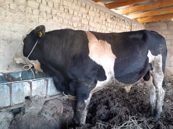 公牛, Russian Black pied cattle — 吉尔吉斯斯坦