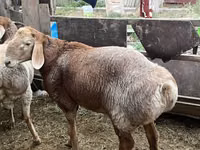 Widder, Arashan sheep — Foto 3