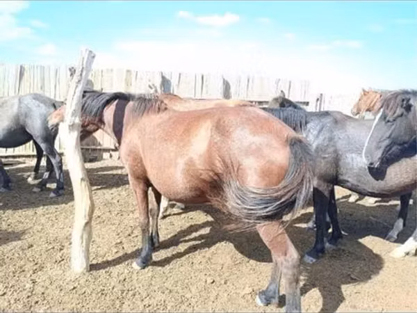 Бээ, Казак аты