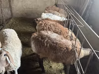 Widder, Hissar sheep — Foto 4