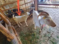 Ziege, Ziegen — Foto 2