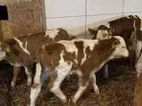 Бұқа, Simmental cattle — 5-сурет