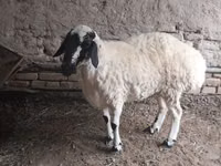 Schaf, Schafe — Foto 1