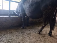 Vaca, Ganado vacuno — foto 8
