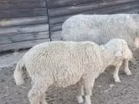 Schafe (Partie, Geschlecht nicht angegeben), Schafe — Foto 2