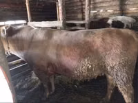 Toro, Simmental cattle — foto 5