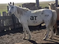 Caballo, Kazakh horse — foto 1