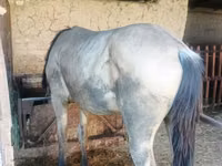 Hengst, French Trotter — Foto 3