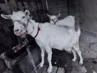 Ziege, Saanen goat — Foto 1