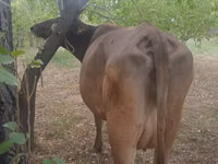 गाय, Swiss cattle — फ़ोटो 1